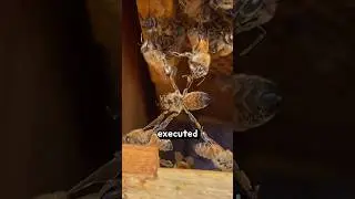 Почему милую пчелку казнили ее друзья 🐝👀