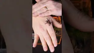 Распаковка гватемальского тигра-крестца #тарантул #паук #животные