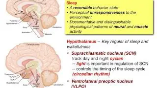 20170505 Pathophysiology of upper airway and sleep related breathing disorders