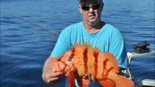 A Huge Tiger Rockfish  Sebastes nigrocinctus    World Record Fish Caught By Bill Hirst