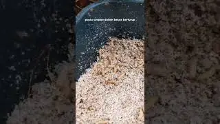 Cara Mudah Ternak Black Soldier Fly Larvae / Maggot BSF