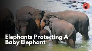 Group of Elephants Protecting a Baby 🐘💛 | Amazing Family Moments