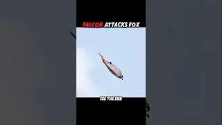 The Fox Outsmarted Every Bird&hellip; Until the Falcon Came #trending #animals #wildlife #falcon