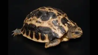 Tudo sobre a tartaruga Aranha de Madagascar (pyxis arachnoides)