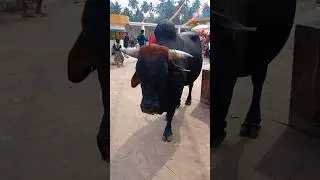 a big ox 🐂 coming #black bull #powerful and blessfull #shortvideo