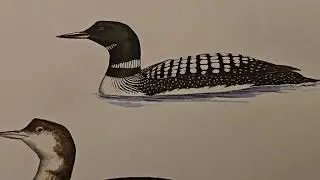 Number two #birds #commonloon