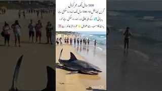 400 years old Greenland shark🐳 mystery #greenlandshark #naturefacts #amazingfacts #nature #shorts