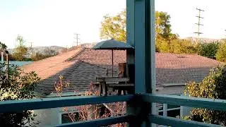 Squirrel Feeder LIVE | Cat TV | Wildlife Stream | ASMR for Cats | 1080p
