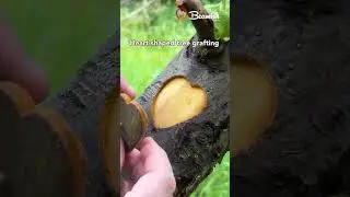 Heart shaped tree grafting #heart #tree #grafting #hacks