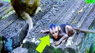 Baby Jessie loudly crying because lost mom Sasha, Baby monkey Jessie crying | Angry with Mum