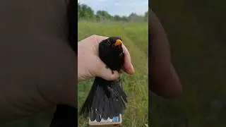 Обзор ЧЁРНЫЙ ДРОЗД 🤘🤘🤘