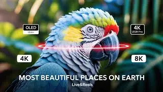 4K HDR 60fps Nature Video | OLED Demo with Dolby Vision | Live&Reels
