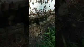 Honey Bees - Robbers Part 3 - HUGE Robbing Event!!! #honeybee #beekeeper #beekeeping