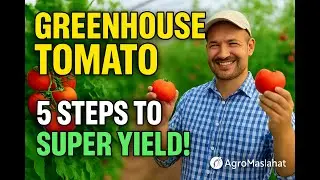 To grow tomatoes successfully in a greenhouse #tomato #greenhouse #grow #harvest #agriculture