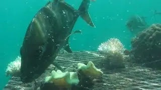 Australia #7 - Great Barrier Reef Excursion