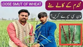 Loose smut of wheat - Symptoms, control and management | Abid Ali Agrarian