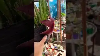 Stapelia Hirsuta 💞