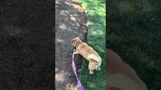 Jaz leash walking #fosterdog #leashwalking #obediencetraining #availableforadoption