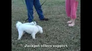 Jackpot the Schnoodle helps Bobby in a new home