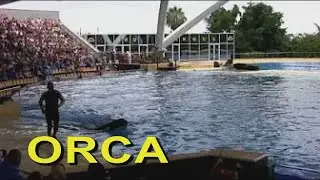 Orca Ocean ❤ Loro Parque