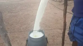 MOSTRANDO AS NOSSAS  VACAS COMO ESTA NO PERÍODO DE SECA E A QUANTIDADE DE LEITE QUE ESTAMOS TIRANDO 