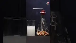 Дышат ли проросшие семена? | Дыхание прорастающих семян #шорты