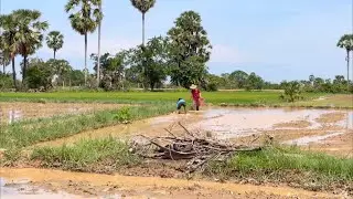 Live: Traditional Crab Catching and cooking crab in Rural Cambodia.