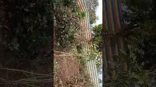 डॉग को ट्रेनिंग कैसे दे/डॉग puppy traing /small dog traing in hindi lDog trainnig puppy trainnig /