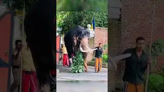 Tusker Indi Raja &hearts;️ #elephant #tusker #tuskers