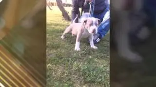 BOIKAN;faruca;pantoja   AMERICAN BULLY
