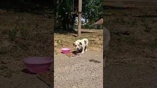 Scared Homeless Dog Desperately Trying to Survive on Street&hellip; #straydogs #shorts #dogrescue