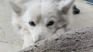 Dog sleeping.
