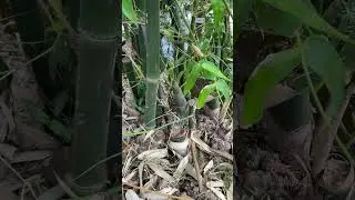 Bamboo Shoot in rain season #satisfying #agriculture #shorts