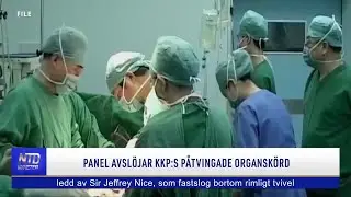 Panel avsl&ouml;jar KKP:s p&aring;tvingade organsk&ouml;rd | NTD NYHETER