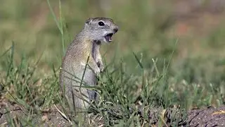 Belding's Ground Squirrel: A Tale of Spots and Sociability in Western Landscapes