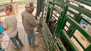 Working Calves In The New Facility!