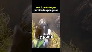 TOP 5 de tortugas humilladas por gatos