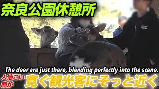 奈良公園休憩所　人懐こい鹿が観光客にそっと近づくThe deer are just there, blending perfectly into the scene.