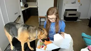 German Shepherd reviews September Dapper Dog Box