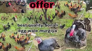 Turkey bird sound wale our dasi & Sonali murgiya hai egg wale pura female available in Hyderabad