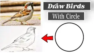 Draw Different Bird's Angle With Circle | Learn How to Draw  Sparrow Easy - Step by Step
