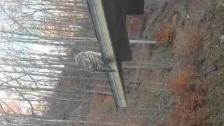 Jerry's Owl