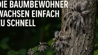 Die Baumbewohner wachsen zu schnell !