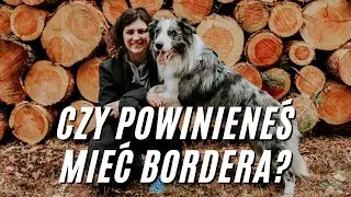 Jeden pow&oacute;d dla kt&oacute;rego warto mieć Border Collie