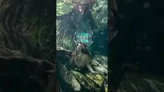Mermaid in a cenote ✨ #mermaidlife #underwater #verobeachmermaid