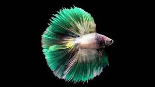 7 Amazing Goldfish Tank Mates Best Companions