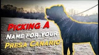 Picking A Name For Your Presa Canario