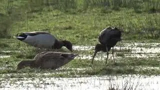 Glossy Ibis Bird feeing on marshes South Wales, UK