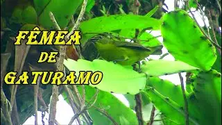 ♫ A SEDUTORA F&ecirc;mea de GATURAMO | GURIAT&Atilde;  ♫ (Euphonia violacea) VIOLACEOUS EUPHONIA