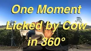 Licked by a Cow - 360&deg;
